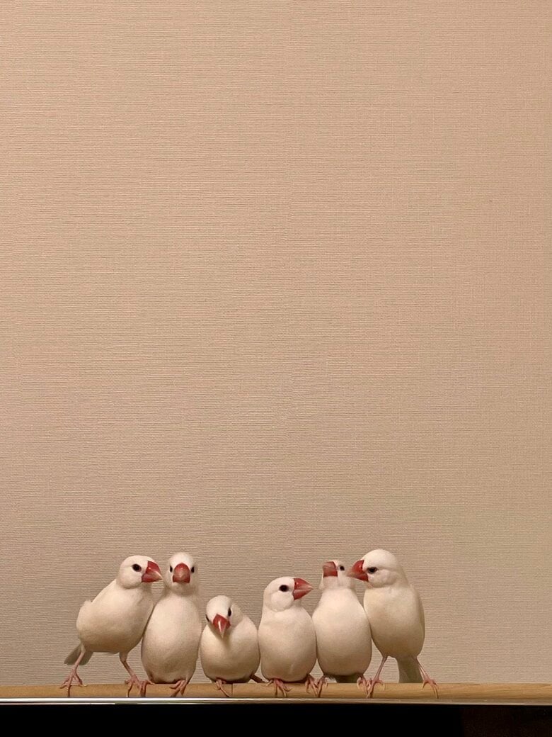 先住の文鳥たちと（テレビの上）