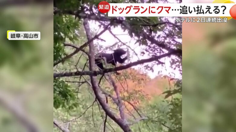 山に戻ったという子グマ（視聴者撮影）