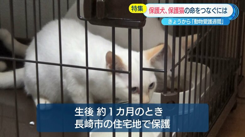 新しい家族のもとにやってきたイチローとジロー