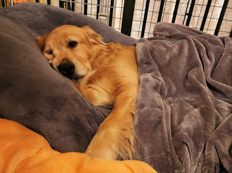 飼い主のベッドを取った時（提供：Charlotte@ゴールデンレトリバーさん）