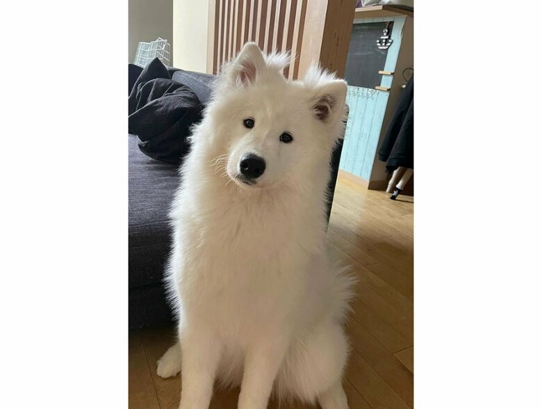 提供：ibukimama38さん