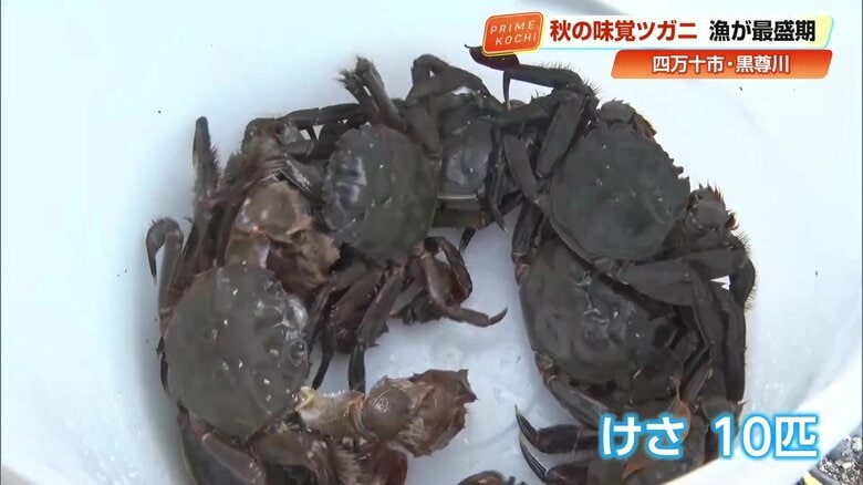 清流で取れた「ツガニ」