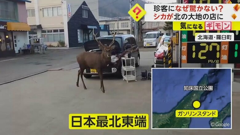 日本最北東端のガソリンスタンドに現れたシカ