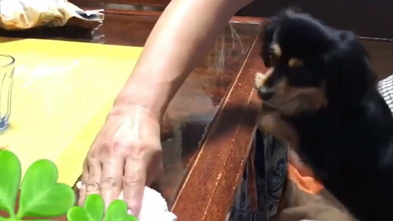 パパさんの動く手と遊ぶ様子