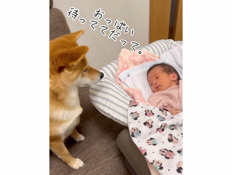 むぎちゃん「おっぱい待っててだって」（提供：柴犬 むぎさん）