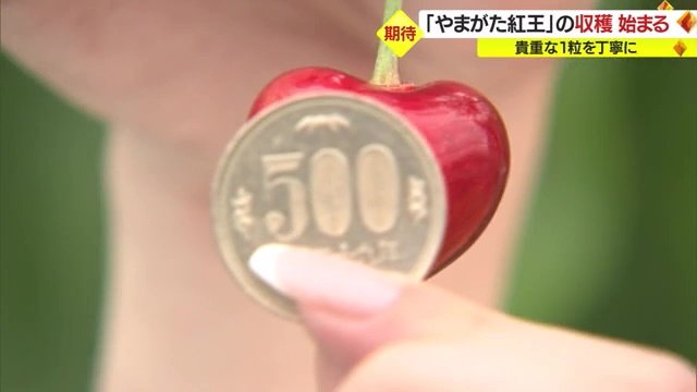 500円玉よりひと回りくらい大きい「やまがた紅王」