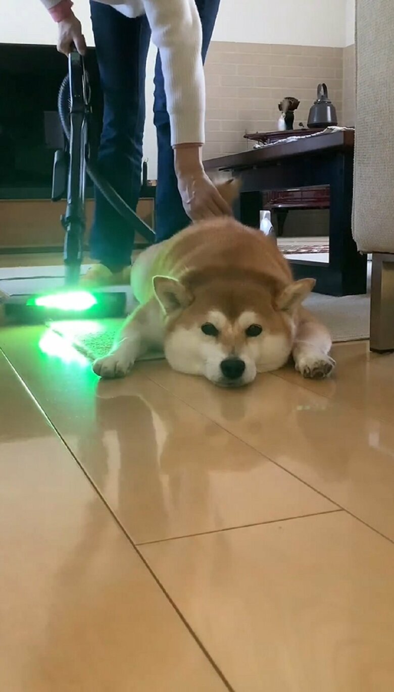 優しく尻尾をつかむ