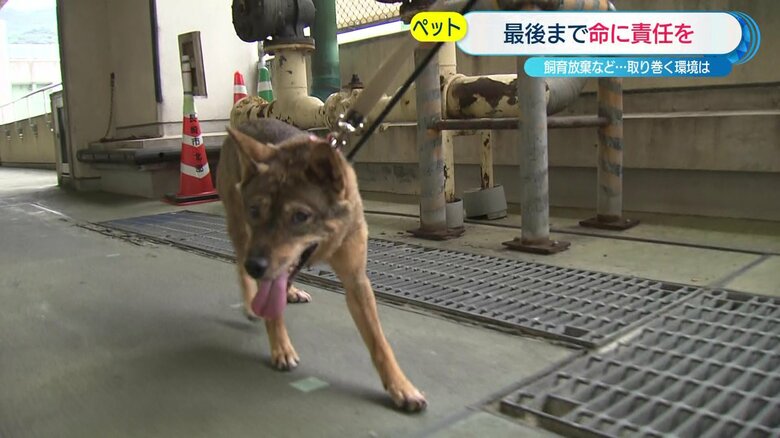 しっぽを大きく振るキャンプ　長崎・茂里町