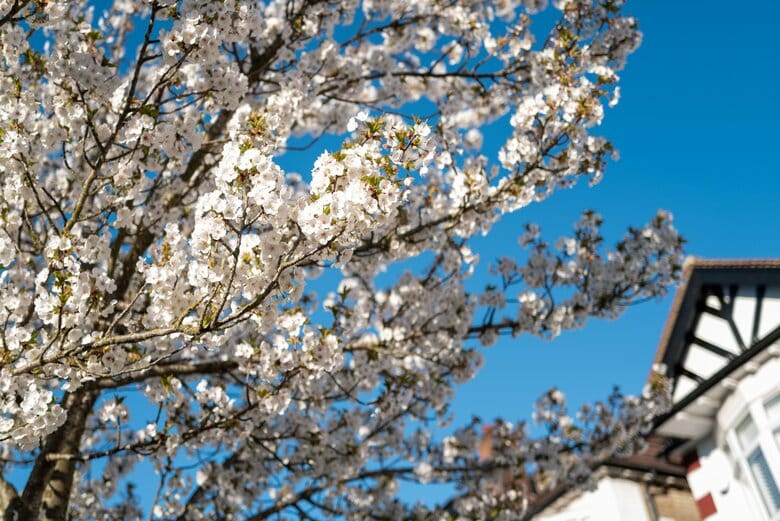 住宅街に佇む桜の木（2026年3月21日）