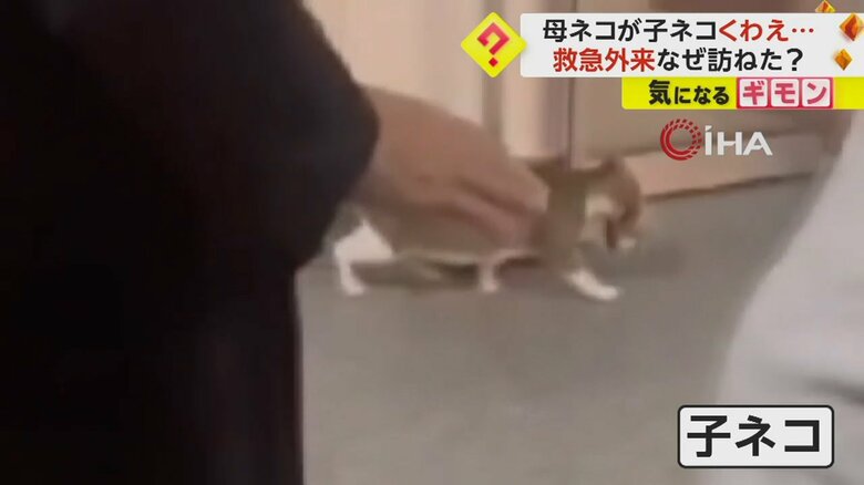 子ネコをくわえ、病院に入ろうとする母ネコ
