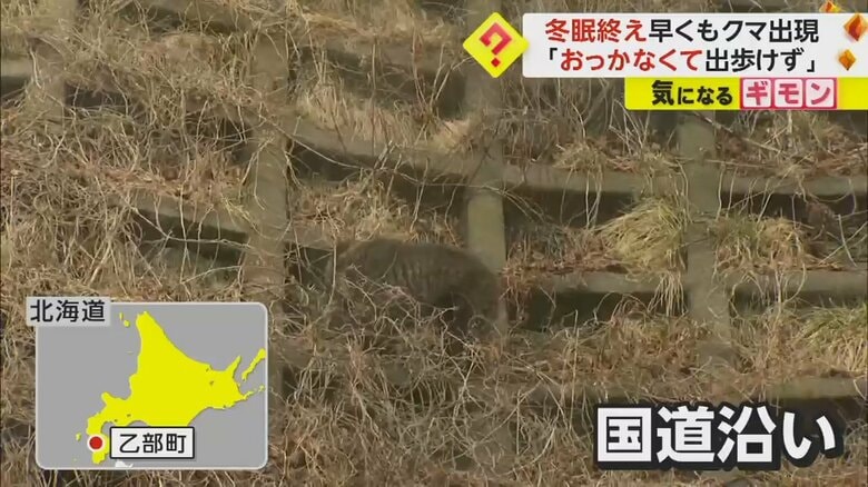 北海道・乙部町の国道沿いに現れたクマ