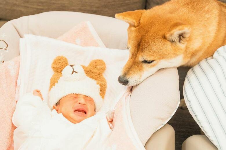 姉ゆーちゃんとむぎちゃん（提供：柴犬 むぎさん）