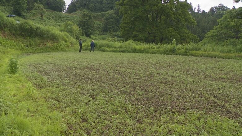 水不足で作付け断念