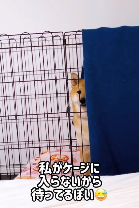 ケージの中で「なでなで」待ちの小春ちゃん