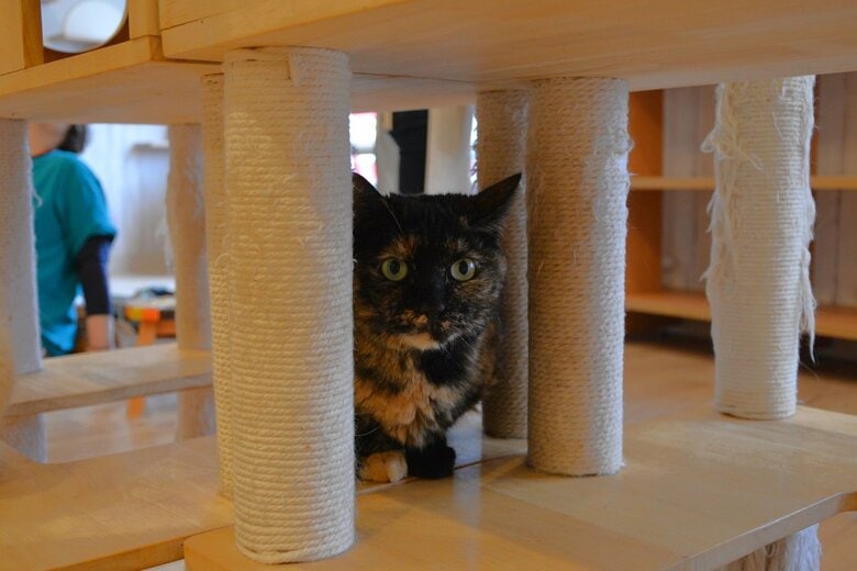 キャットタワーの間にいたオレガノ