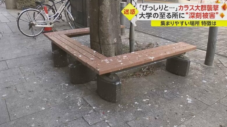 ベンチもふんだらけ