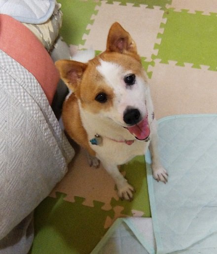 笑顔のけやきちゃん