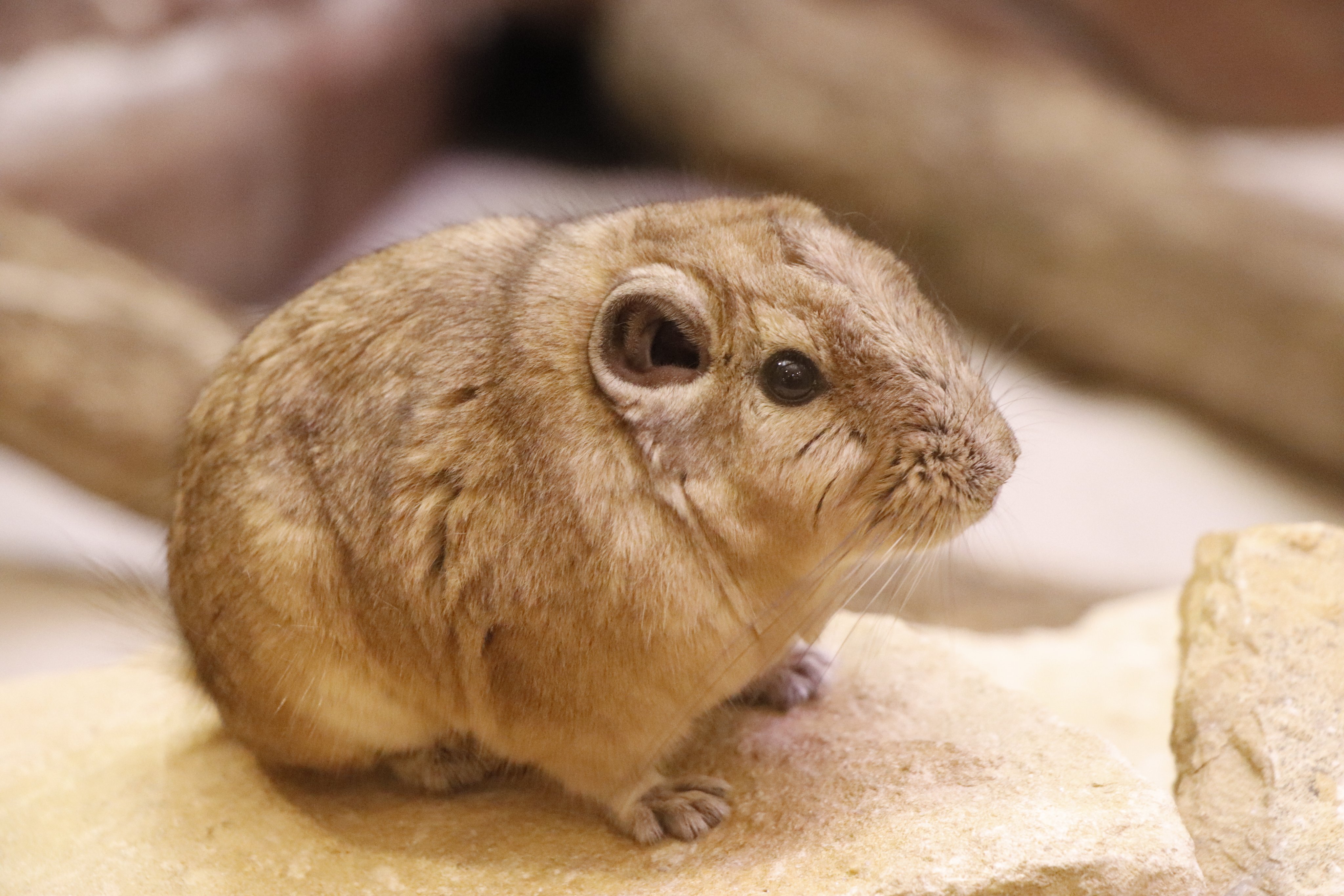 重なったお餅 のような姿がかわいい グンディ なぜこんなポーズに 生態を聞いてみた Fnnプライムオンライン きなこ餅みたい 大人気のまんまるフォルム ｄメニューニュース Nttドコモ