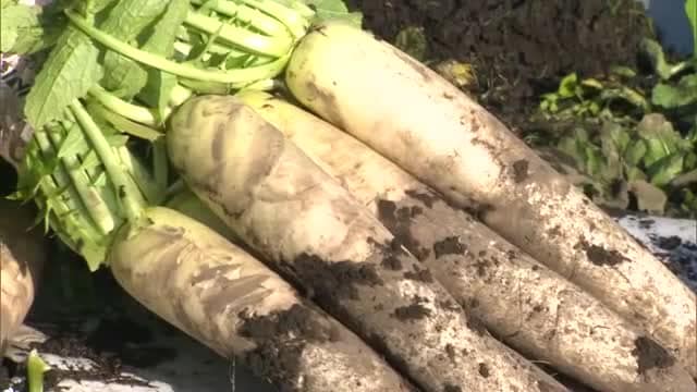 岡山県北・真庭市蒜山の鬼女台では「あられ」も…冬の訪れともに「蒜山こだわり大根」収穫が本格化【岡山】