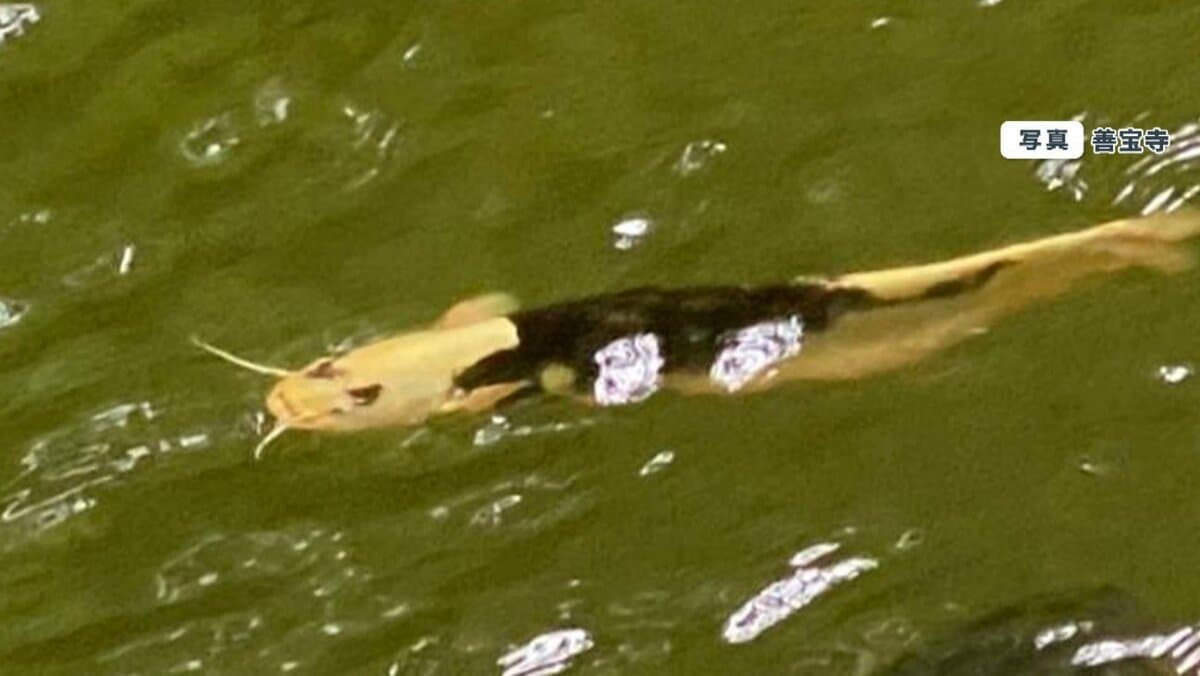 白変　パンダナマズ 一世風靡したあの池に今度は”パンダナマズ”…人面魚に代わり“令和の顔