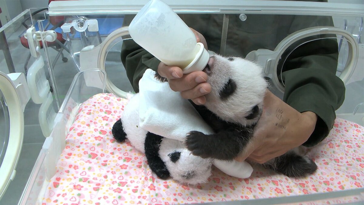 双子パンダの名前を募集 応募箱を設置 Hpでも応募可能