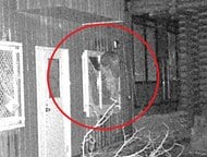 【ヒグマの写真あり】円山動物園『破壊した窓枠にしがみつくクマ』シマフクロウ用の「ヒヨコ・ホッケ」強奪か？エサの味覚えて”連続出没”の可能性も…周辺も出没止まらず円山公園は『閉鎖』に〈北海道〉