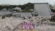 満開の桜と“共演”見納めに…寺の本堂をコンクリート製から木造に立て替えへ　木造建築の