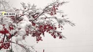 紅葉に雪化粧も…今季一番師走並み冷え込み　九州でも氷点下…今シーズン初氷も