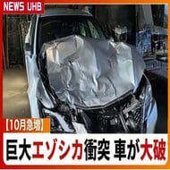 【10月、巨大エゾシカが衝突、車が大破】繁殖期に入るシカとの衝突事故が急増―巨大なシカとぶつかれば重大事故につながるリスクも…道路に残る”ブレーキ痕”を見つけた場合はシカが出没する可能性大＜北海道＞