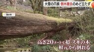 【大雪の爪痕】安来・清水寺は参拝客受け入れ再開のめど立たず　参道に倒れた大木の撤去進まず