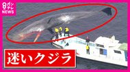 死んだ「迷いクジラ」　大阪府が「埋設処理」決定　去年海に戻した「ヨドちゃん」処理には8000万円かかったが…