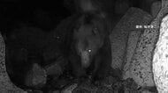猛暑でもクマ出没相次ぐ　北海道で300kg級が人里に　監視カメラをかじって破壊　山形では“鳴き声・銃声”使った新たな作戦も
