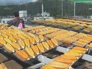 ボラ不漁で例年以上に貴重…高級珍味『カラスミ』作りが最盛期 塩水に漬けた卵を天日干しに 三重県尾鷲市