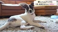 紙はとりあえずビリビリに…“きょうの新聞”でもお構いなし　やんちゃな元保護犬　湖畔に住む「湖太郎くん」目指すはお店の看板犬　福井