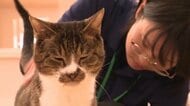 保護猫39匹の“最後の1匹”譲渡　17年ぶり保健所の収容の犬猫「ゼロ」に　職員がSNS投稿…縁つなぐ　長野市で多頭飼育崩壊…推定10歳「マツ」が千葉県の20代夫婦の家族に