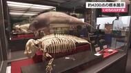 沖縄の生き物約4200点の標本展示「いのちのカタチ展」 期間中は収蔵庫のバックヤードツアーも