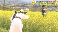  SNS映えのスポットとして人気　約13万本の“菜の花畑”が見ごろに【山形発】