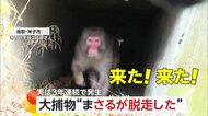 「猿が島で作業中にサルが脱走した」サル園からオスのまさる脱走…人為的ミスで3年連続　約5時間後に水路で無事捕獲も鳥取・米子市「早急に対策講じる」
