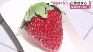 「甘くてジュースか」宮城県産のブランドイチゴ「仙台いちご」出荷開始 津波被害から名産復活へ