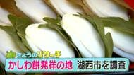 「かしわ餅」発祥の地は静岡・湖西市だった!?　豊臣秀吉が絶賛したという伝承は本当か？徹底調査