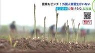 人手不足でアスパラ農家ピンチ…新型コロナによる入国規制「 外国人実習生雇えず」 道内経済への影響深刻