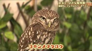 世界の動物が大集合!ネコカフェならぬ「アニマルカフェ」が福島駅近くにオープン