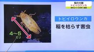 稲の大敵トビイロウンカ 今年は1カ月早く飛来確認 防除のポイントは