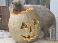 おいしそうにモグモグ…ハロウィーンを前に高校生がカピバラへ『おばけカボチャ』をプレゼント