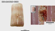 国内最古と判明 2万3000年前の着色された装飾品 南城市サキタリ洞遺跡