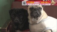 「抱っこされるの大好き」美容室で2匹のパグがおもてなし 特技は