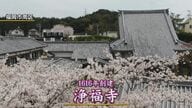 満開の桜と“共演”見納めに…寺の本堂をコンクリート製から木造に立て替えへ　木造建築の強さ”で歴史つなぐ【福岡発】