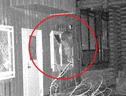 【ヒグマの写真あり】夜の動物園を徘徊『窓の金網にしがみつくクマの姿』捉える―シマフクロウのエサとなるヒヨコ・ホッケを狙ったか…札幌市円山動物園で続くクマ侵入