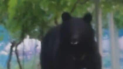 クマがブドウ畑に居座る…恐怖「まずいよ」チラ見も逃げる素振りなし「人馴れしている」　6月に入り人身被害相次ぐ　
