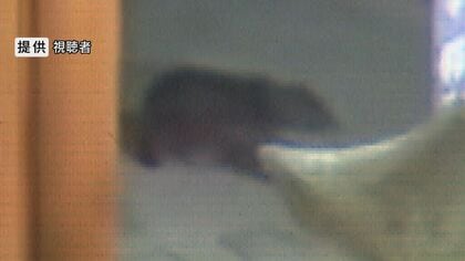 【クマ出没】善光寺周辺の防犯カメラに歩く姿　体長1メートルほど　小学校近くなど市街地で10カ所目撃　専門家「山に餌が足りず、市街地に来ているのでは」